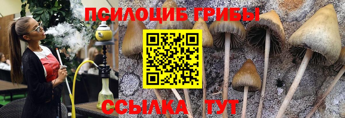 Псилоцибиновые грибы Psilocybe Холмск